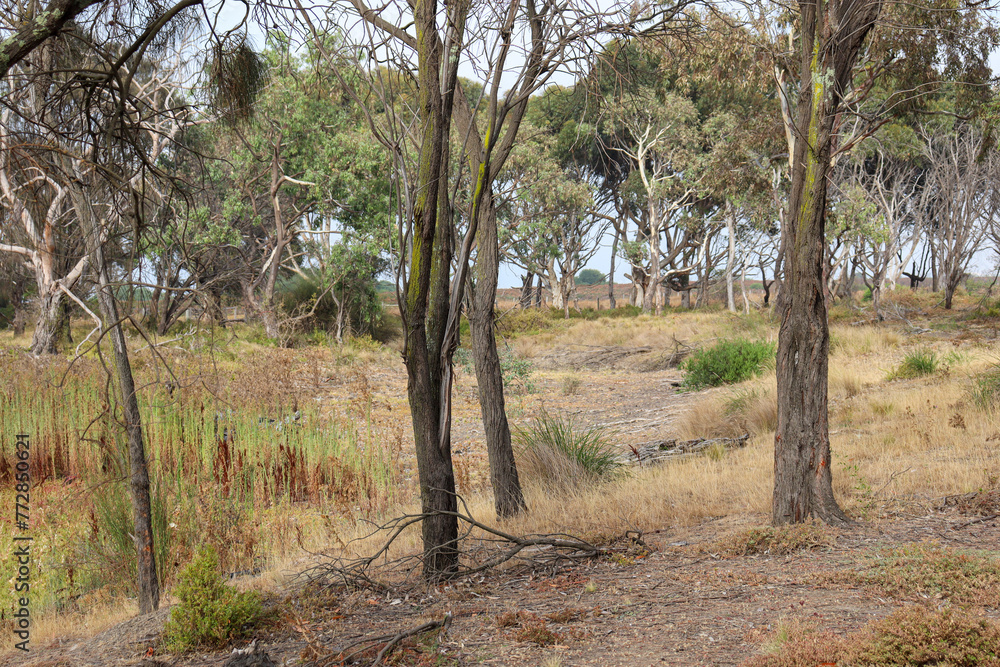 australian bushland landscape with eucalyptus trees and wetlands australian bushland landscape with eucalyptus trees and wetlands