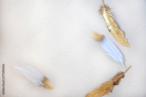 Golden Feathers on Blank Background