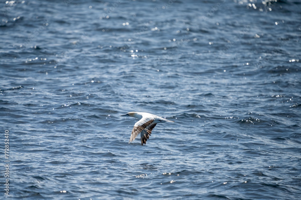 shy albatross and other sea birds feeding and flying over the ocean at the south west cape in tasmania australia shy albatross and other sea birds feeding and flying over the ocean at the south west cape in tasmania australia