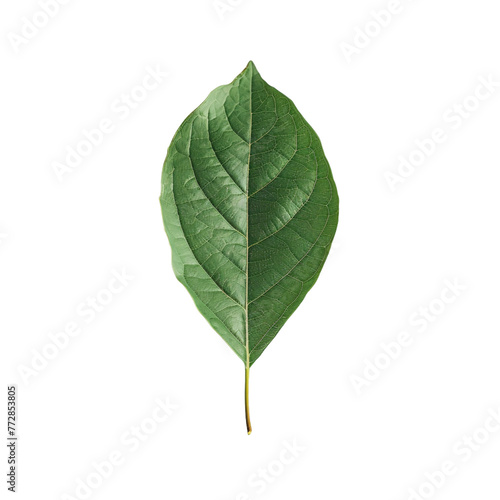 single green leaf isolated on white background, green one leaf, green leaf with stem