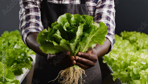 Farmer close-up holding and picking up green lettuce salad leaves with roots