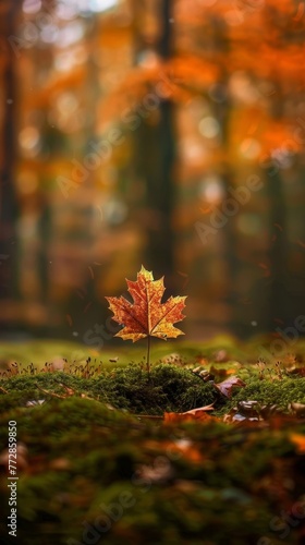 Single maple leaf standing on mossy forest floor during autumn