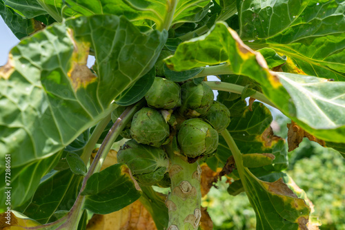 Growing Brussels sprouts on an organic farm