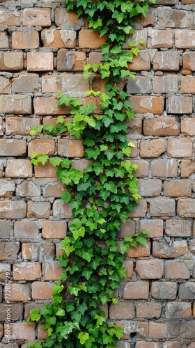 Ivy growing on a brick wall