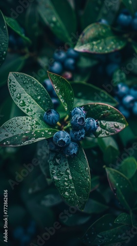 Close-up of blueberries on a bush with dew drops