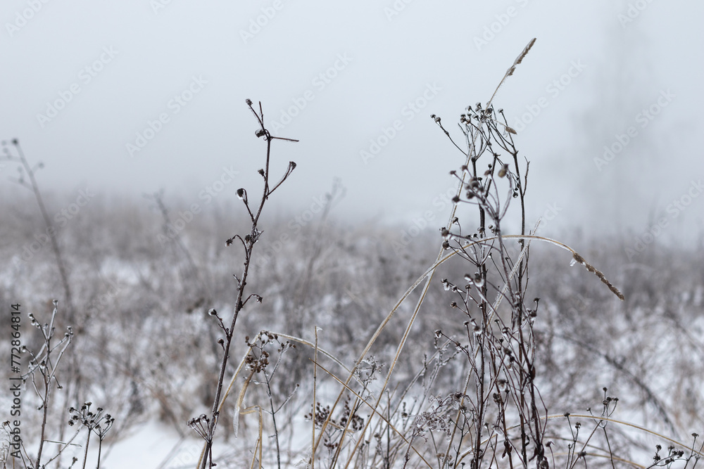 Fototapeta premium Field covered with snow. Foggy morning.
