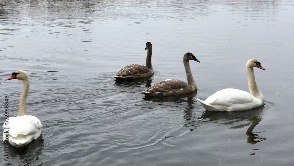 swan swan