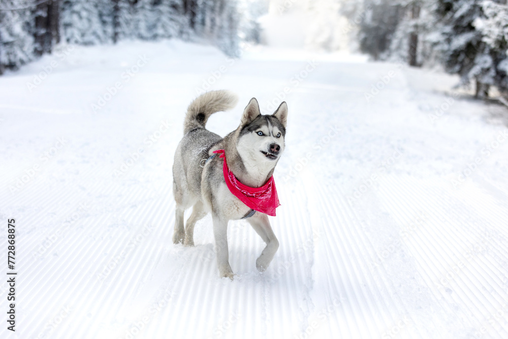 Dog Siberian Husky with red scarf portrait, walking and showing teeth, snow winter forest