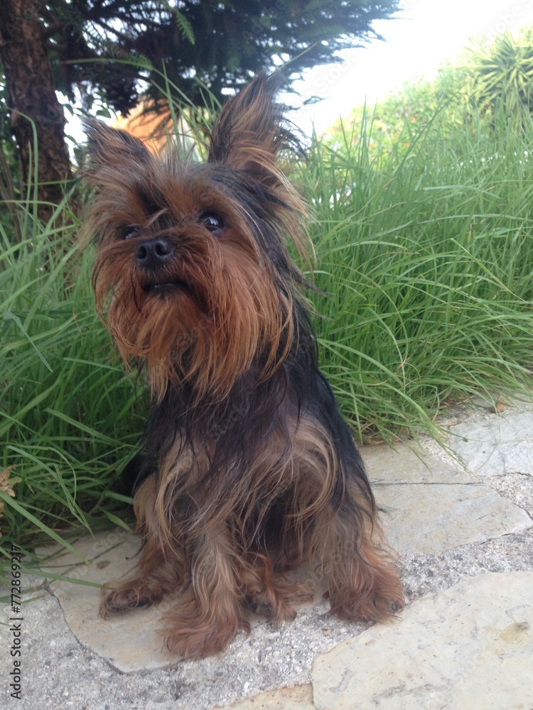 Naklejka premium yorkshire terrier portrait