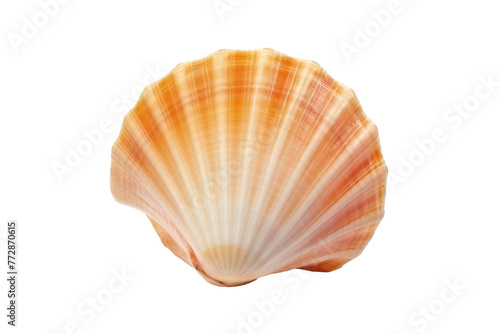 Close Up of Shell on White Background. On a White or Clear Surface PNG Transparent Background.. © Usama