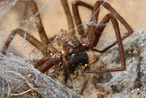 Giant house spider, Eratigena atrica © Anton Kossmann