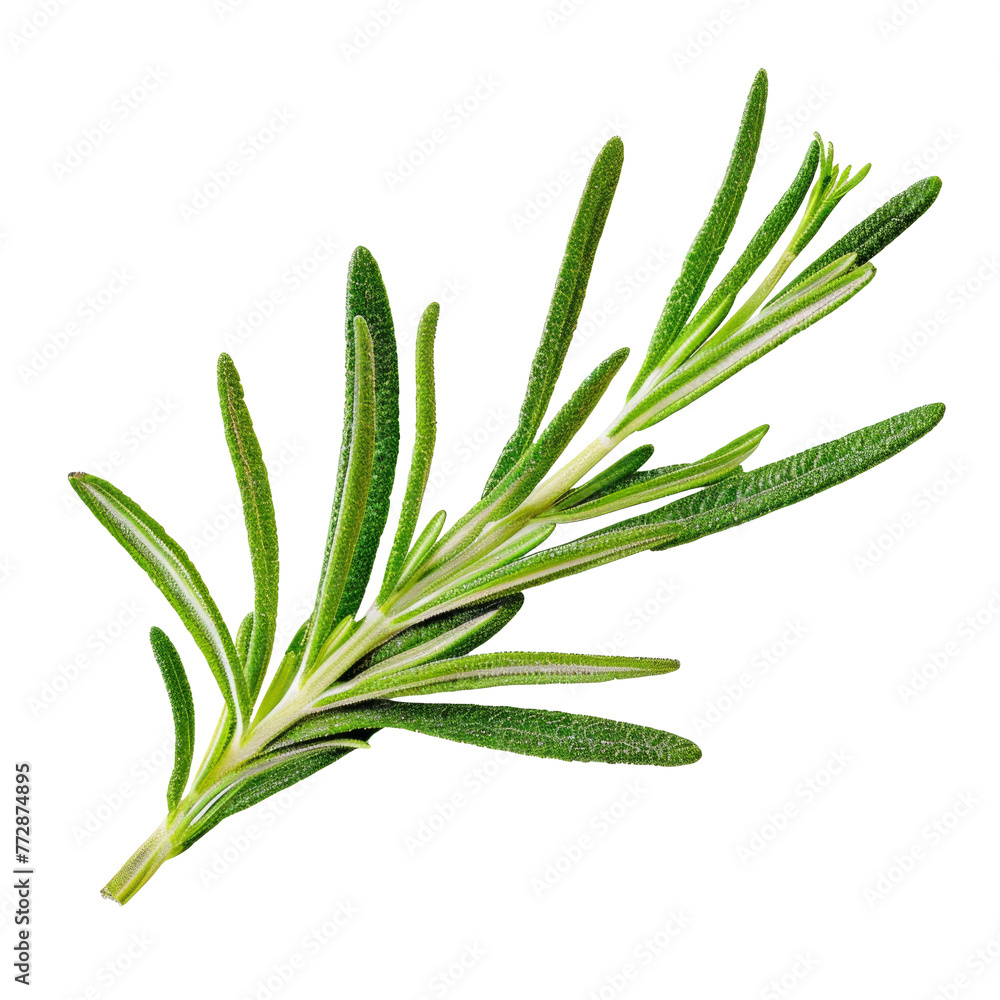 Rosemary isolated on white background, Top view. Rosemary isolated on white background, Top view.