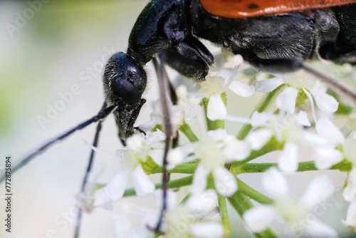 blister beetle (Mylabris variabilis, Meloidae) on the flowers of an umbrella plant. Crimea. Ultra Macro photo