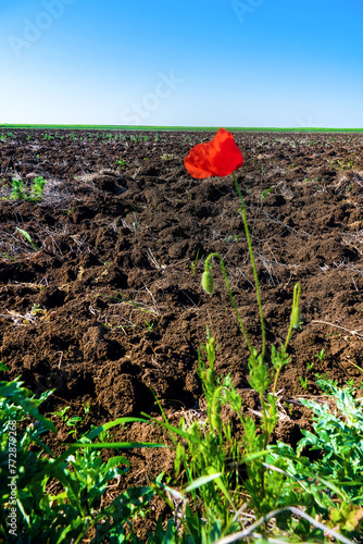 Ruderal vegetation. Poppies are like field weed (agrestal) in agricultural fields. Redweed (Papaver rhoeas) on edge of field, spring tillage photo