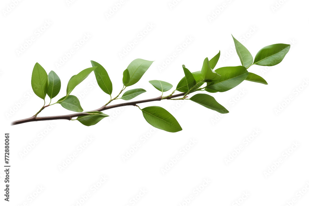 Green Leaves on Tree Branch. On a White or Clear Surface PNG Transparent Background..