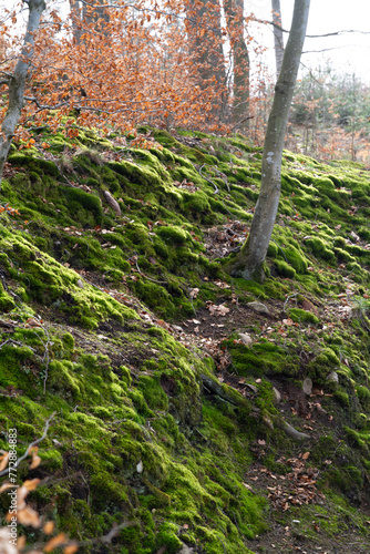 Mossy forest floor with fallen leaves and trees in the background