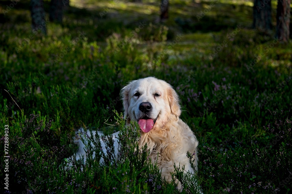 White Golden Retriever in Latvia