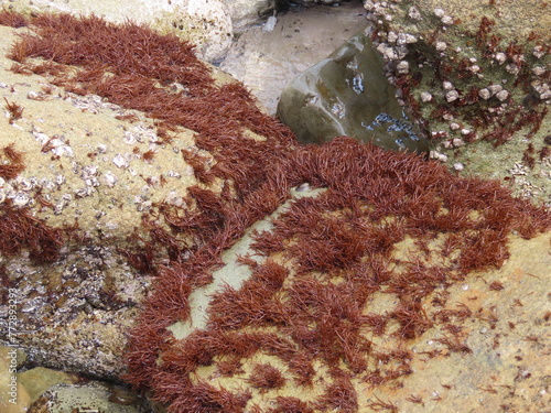 海の岩場に生える赤いフクロフノリの海藻