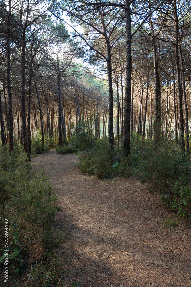 A dirt path in the forest. Jogging or running trail in a pine forest A dirt path in the forest. Jogging or running trail in a pine forest