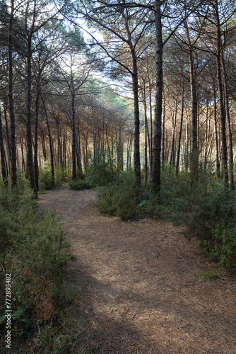 A dirt path in the forest. Jogging or running trail in a pine forest