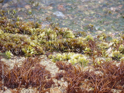 海の岩場に生える緑色の海藻