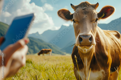 Curious cow looking at the camera while being photographed with a smartphone in a green field with mountains in the background photo