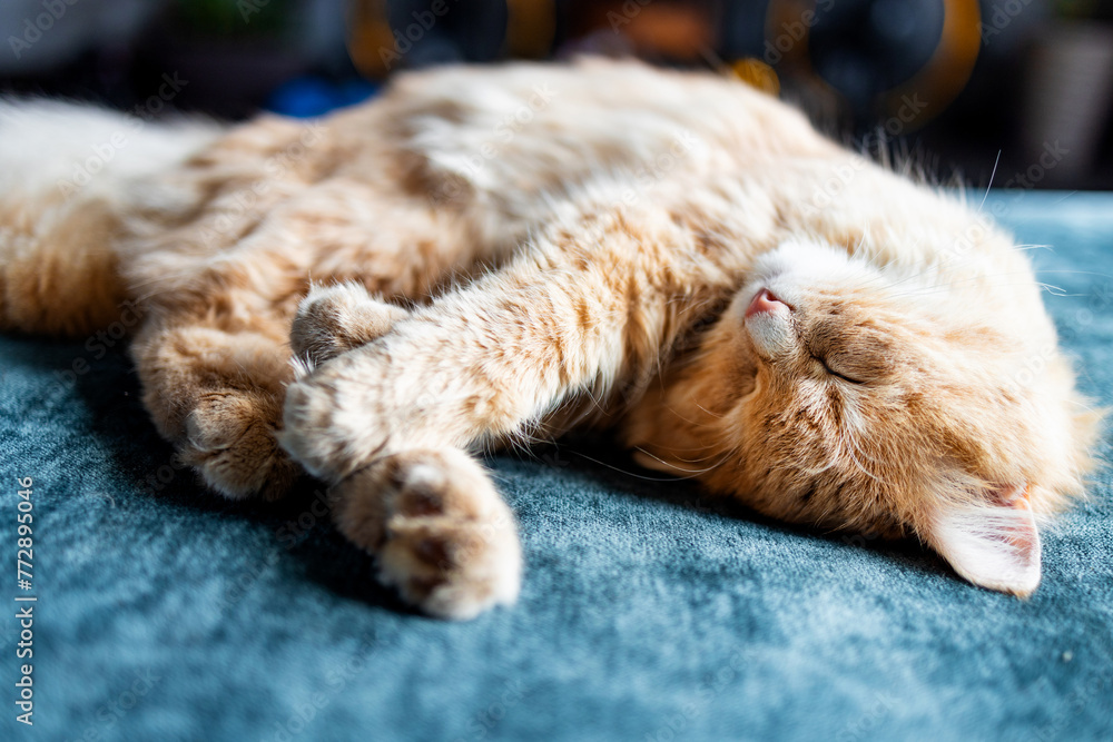 Adorable ginger kitten purebred straight lying on back, top view, on a blue background. Flat Lay fat cat well-eat and relax on bed at home
