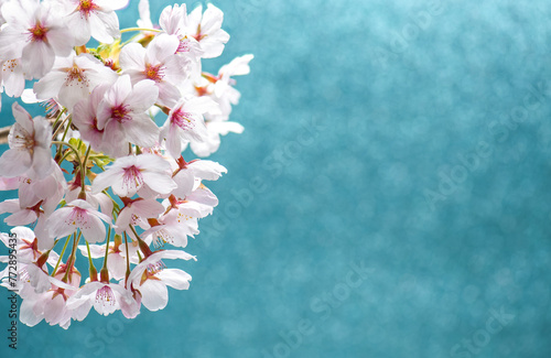 White pink sakura flowers on a light blue background