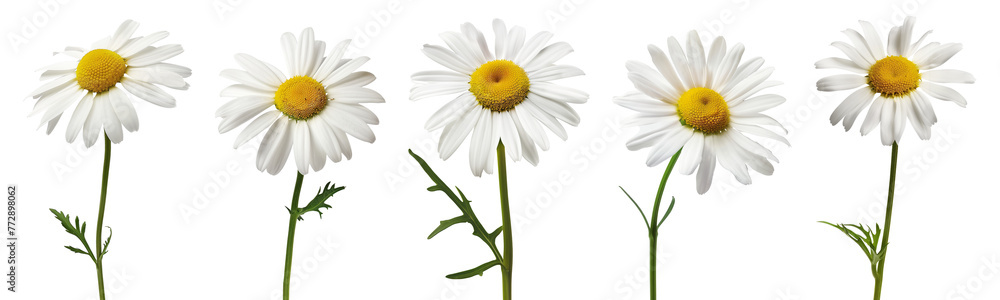 Fototapeta premium Daisies isolated on transparent or white background, png