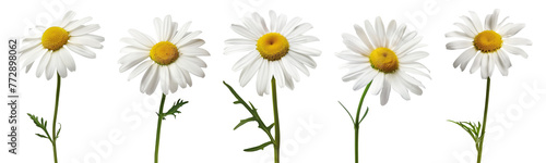 Daisies isolated on transparent or white background, png © Medard