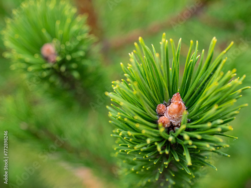 branches of the Oregon Green pine