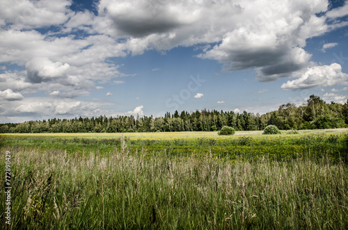 Summer landscape with green meadow and blue sky with white clouds.