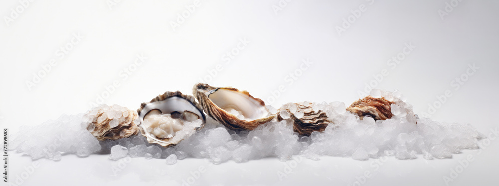 Row of open and closed oysters on ice with a white background.