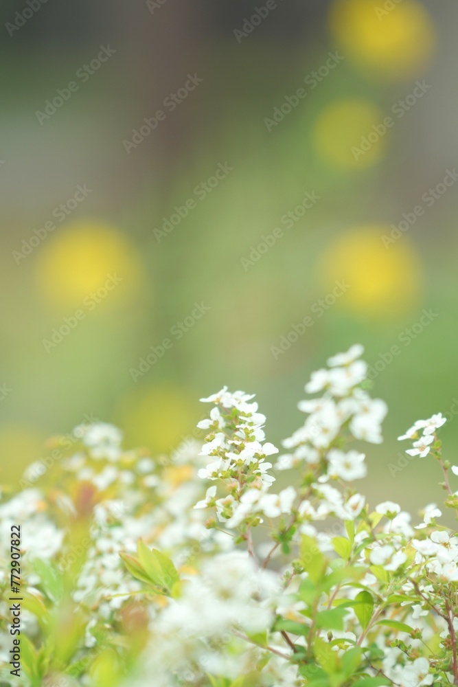 spring flowers background