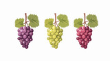 Grapes icon design. Gastronomy icon vector illustration
