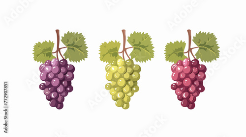 Grapes icon design. Gastronomy icon vector illustration