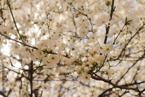 Several spring flowers on a tree branch on a light background. Cherry blossoms, white flowers on a white background. Japanese sakura. Pollen of the flower. A flowering tree in the village.