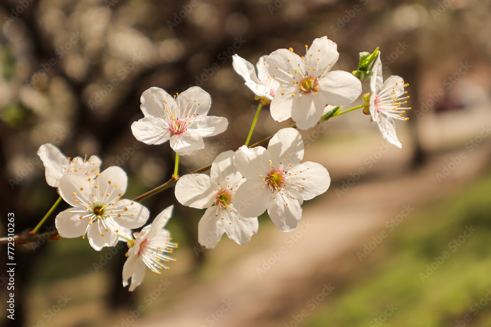 Several spring flowers on a tree branch on a light background. Cherry blossoms, white flowers on a white background. Japanese sakura. Pollen of the flower. A flowering tree in the village. Isolated.
