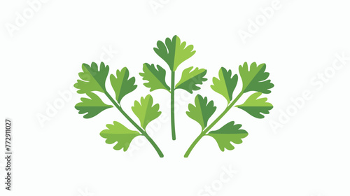 Icon Parsley. related to Herbs and Spices symbol
