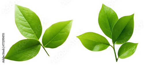 wet green leaves isolated on white background, top view