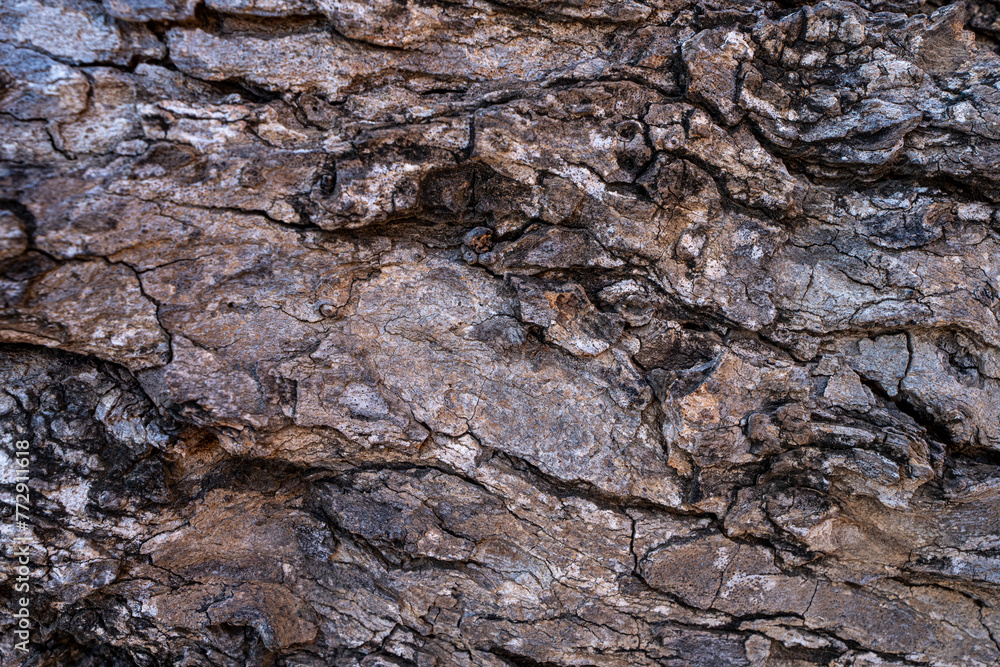 close up of tree bark pattern background close up of tree bark pattern background