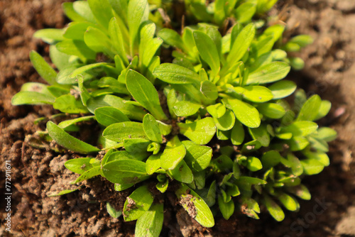 Growing plant,Young plant in the morning light on ground background, New life concept.Small plants on the ground in spring.fresh,seed,Fresh and Agriculture concept idea.Plant growing with sunshine.