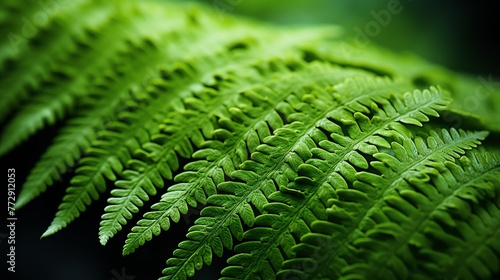 a close up of a fern leaf