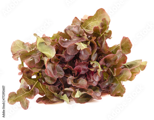 Fresh red lettuce isolated on white background.