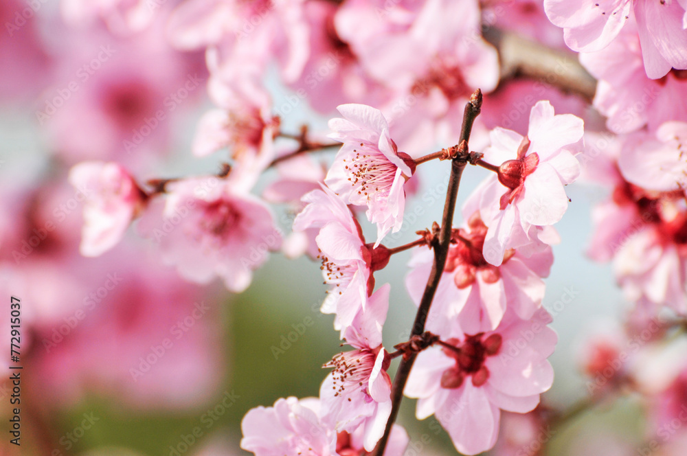 blossoming plum blossom in spring