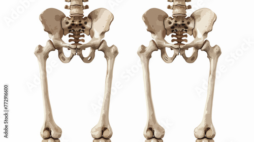 Render Male Skeleton Hips Flat vector isolated on white