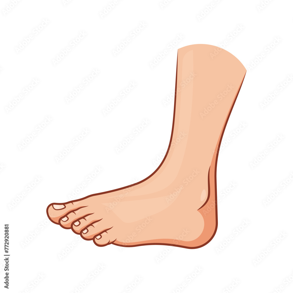 Side view of human foot vector isolated on white background. Side view of human foot vector isolated on white background.
