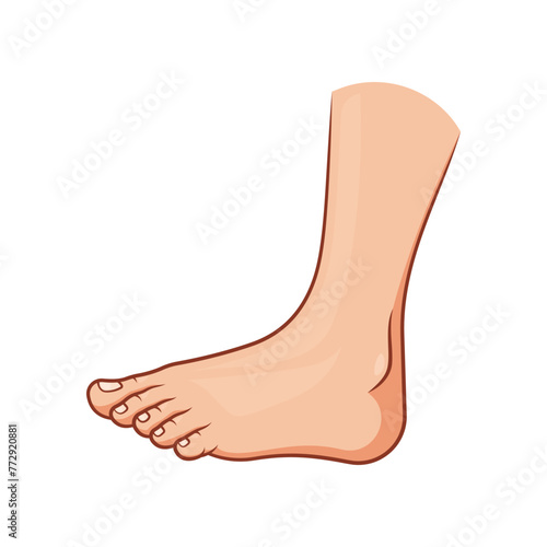 Side view of human foot vector isolated on white background. © Maman