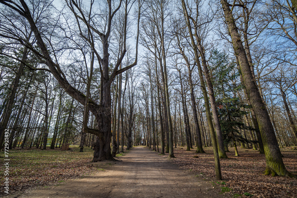 Path with huge trees and one atypical scary tree in the park Blatná, Czech Republic, horizontal Path with huge trees and one atypical scary tree in the park Blatná, Czech Republic, horizontal