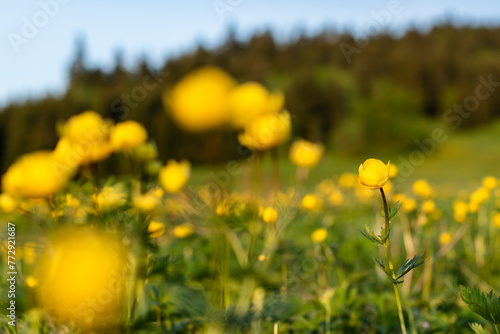 A blossoming meadow full of wildly growing European globeflower in the heart of the Jizera Mountains below the Bukovec mountain photo